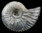 Acanthohoplites Ammonite Fossil - Caucasus, Russia #30086-1